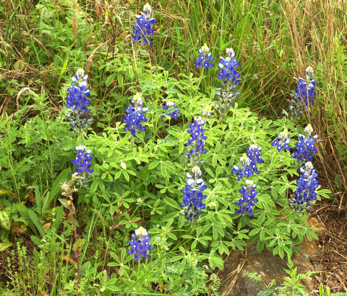 The Blue Bonnet is the TX state flower, and it has...
