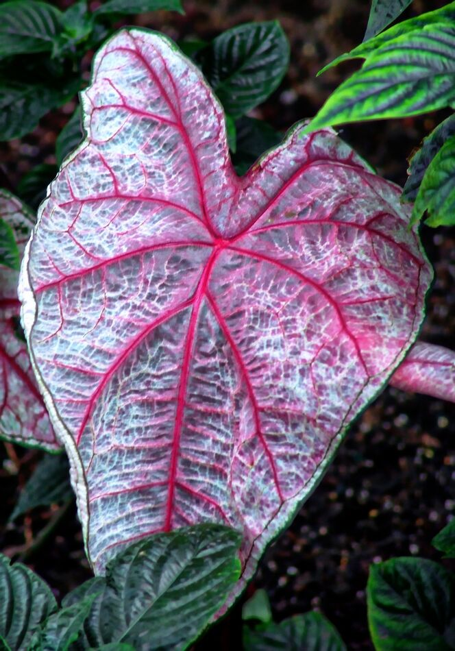 Caladium, in one of many conservatories I have vis...