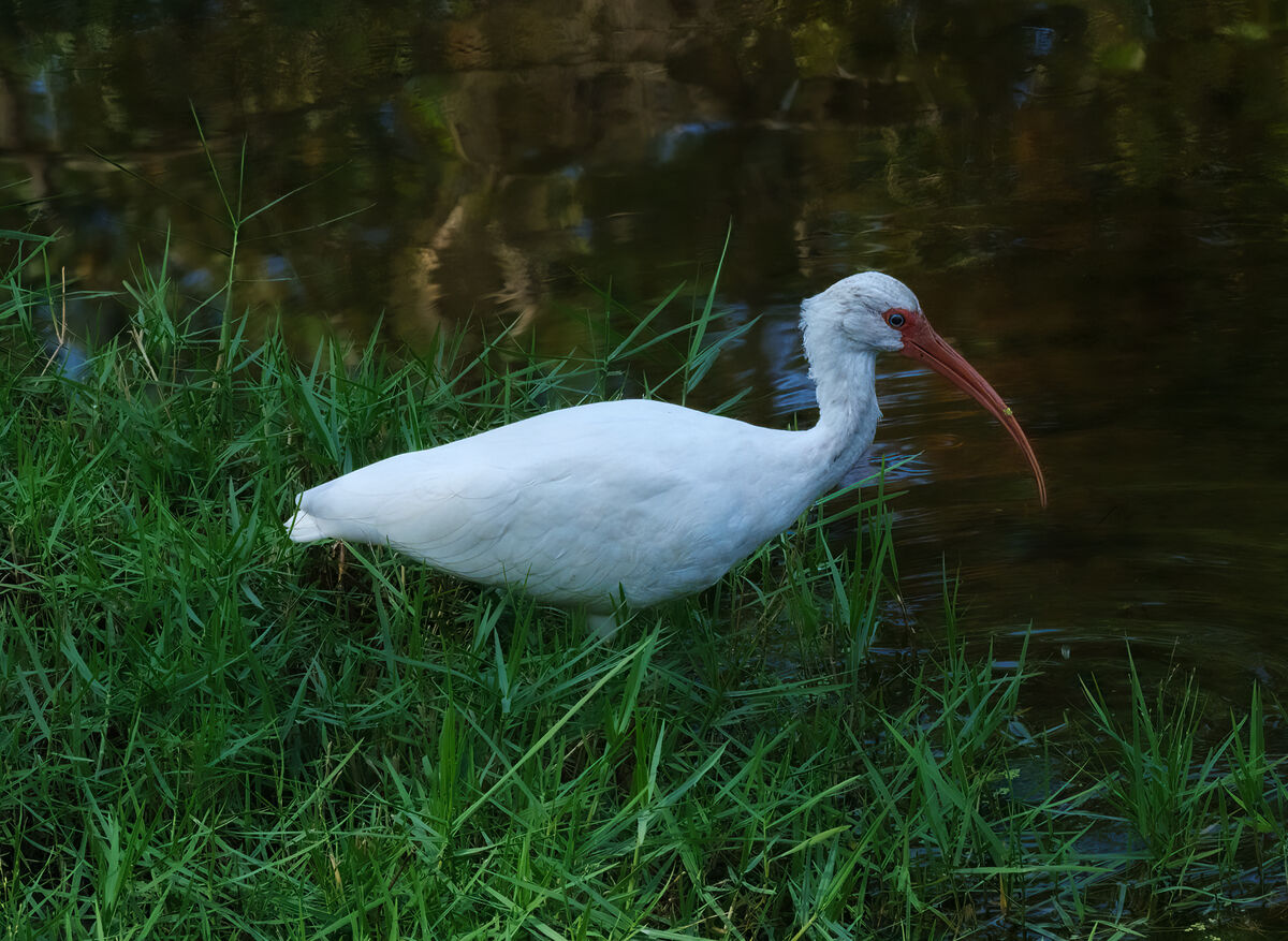White ibis...