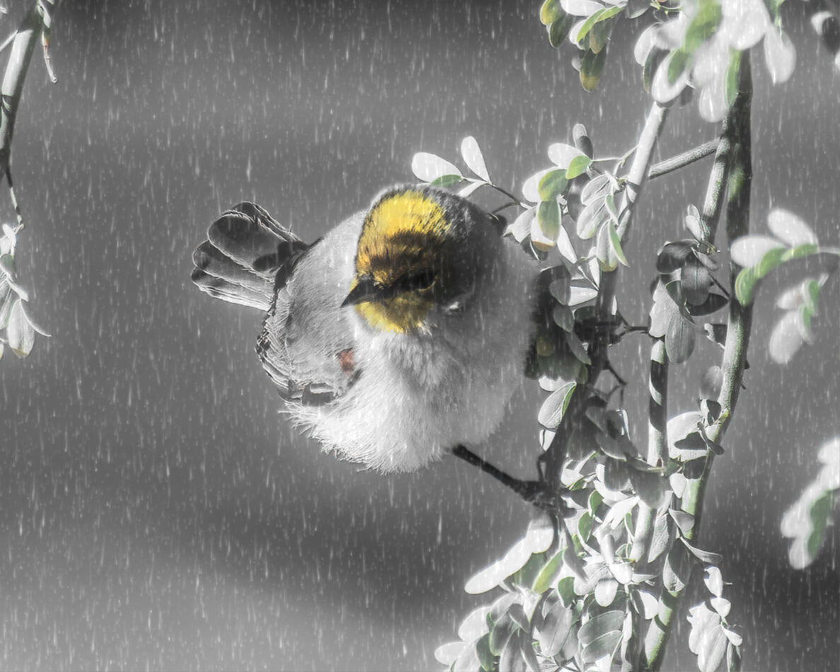 Verdin in the rain Perimetric Filter "Rain" in Beta. It's
