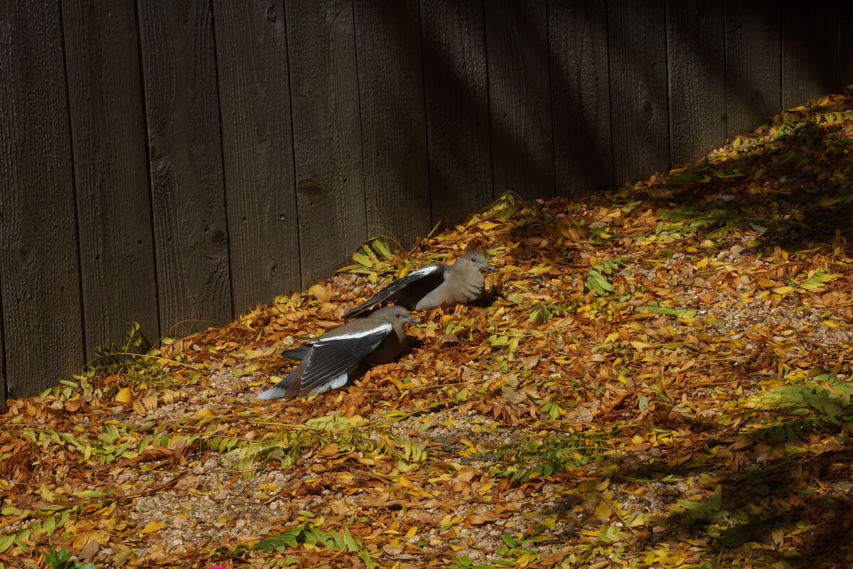 I shot quite a few of these two doves sunning in m...