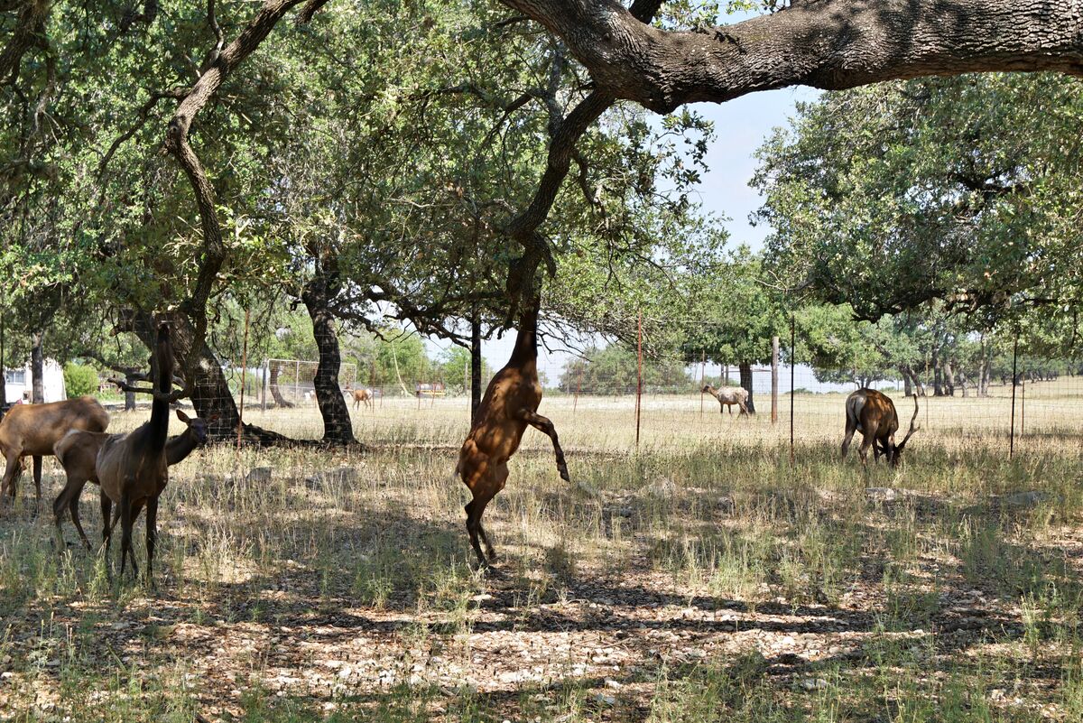These elk seem to like the live oak leaves this tr...