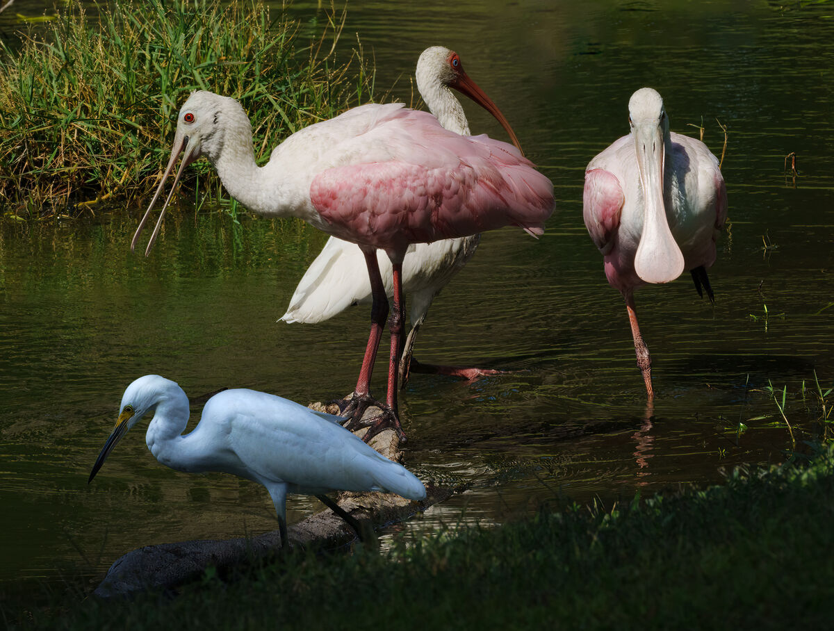 The gang - spoonbill, ibis and egret...