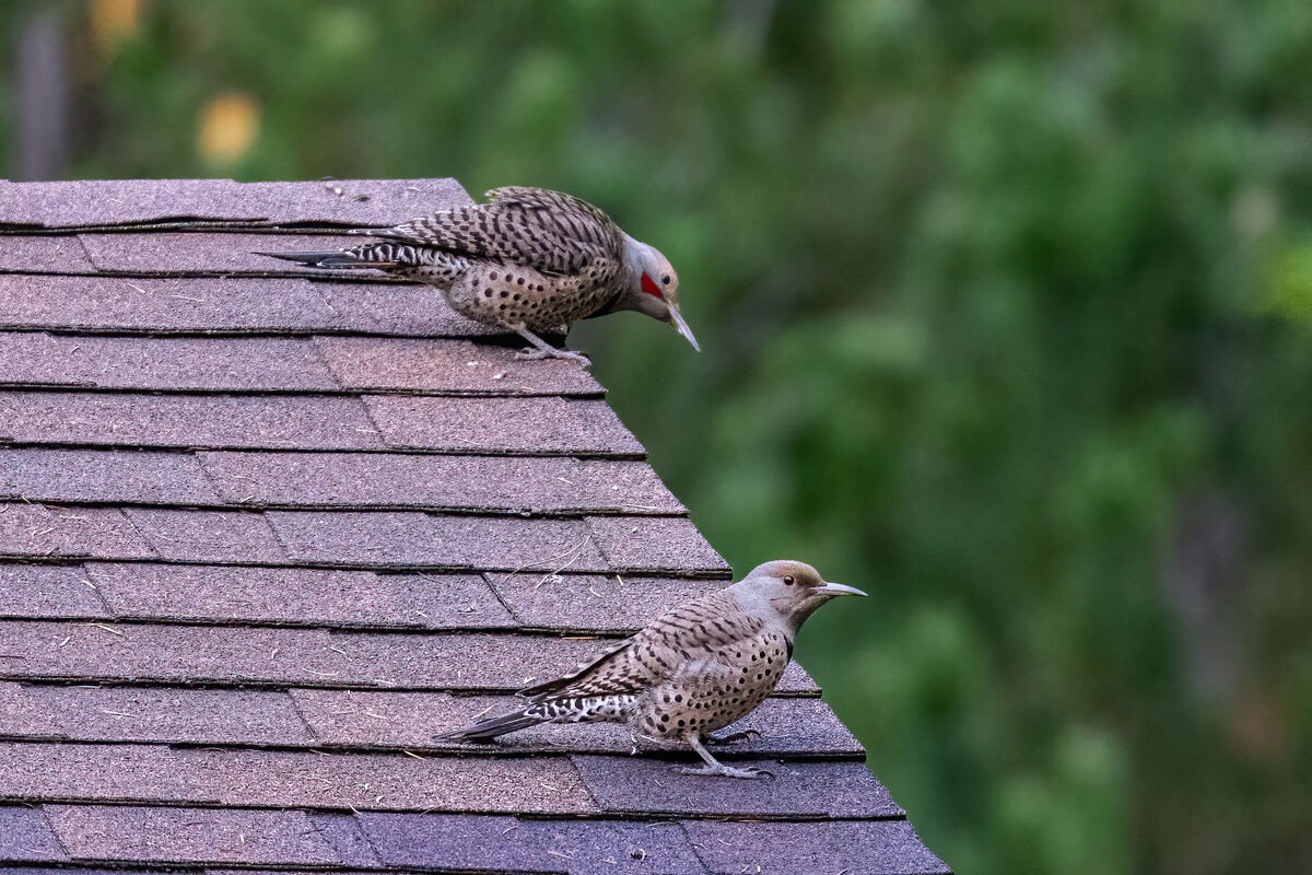 Pair on the Front Roof...