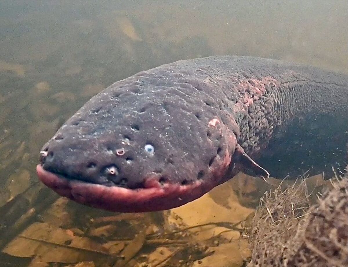 The Shocking Sex Lives of Electric Eels in Brazil by James Hall