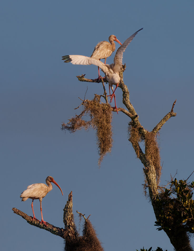 An ibis tree (LOL)...