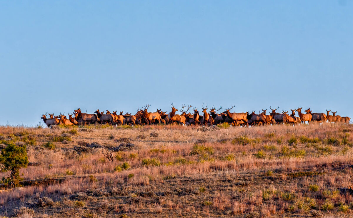 Nice herd of elk...