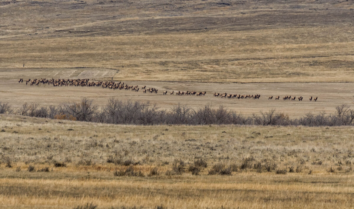 Large herd of elk!...