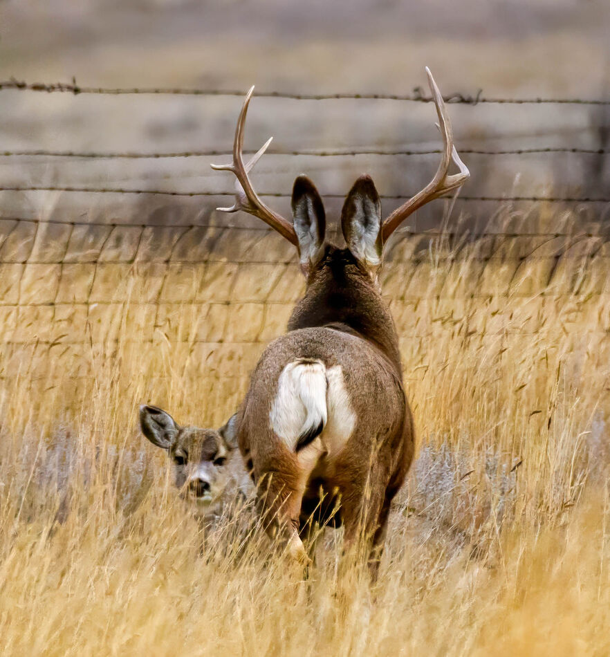 Nice mule deer buck..look at that neck!...