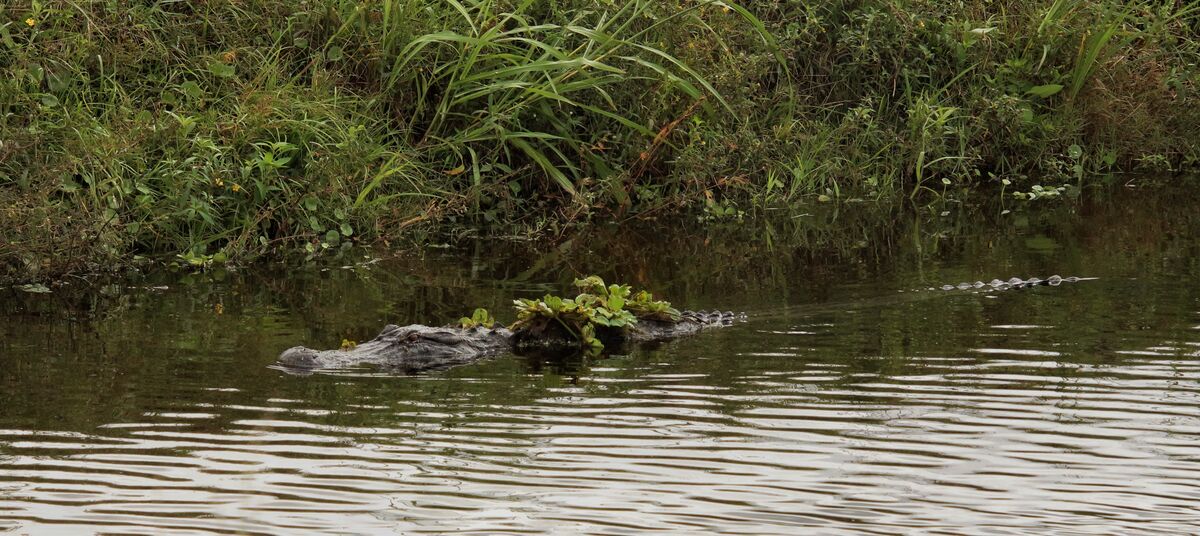 Lake Apopka Wildlife Drive, Central Florida, USA: The Rain Stopped So ...