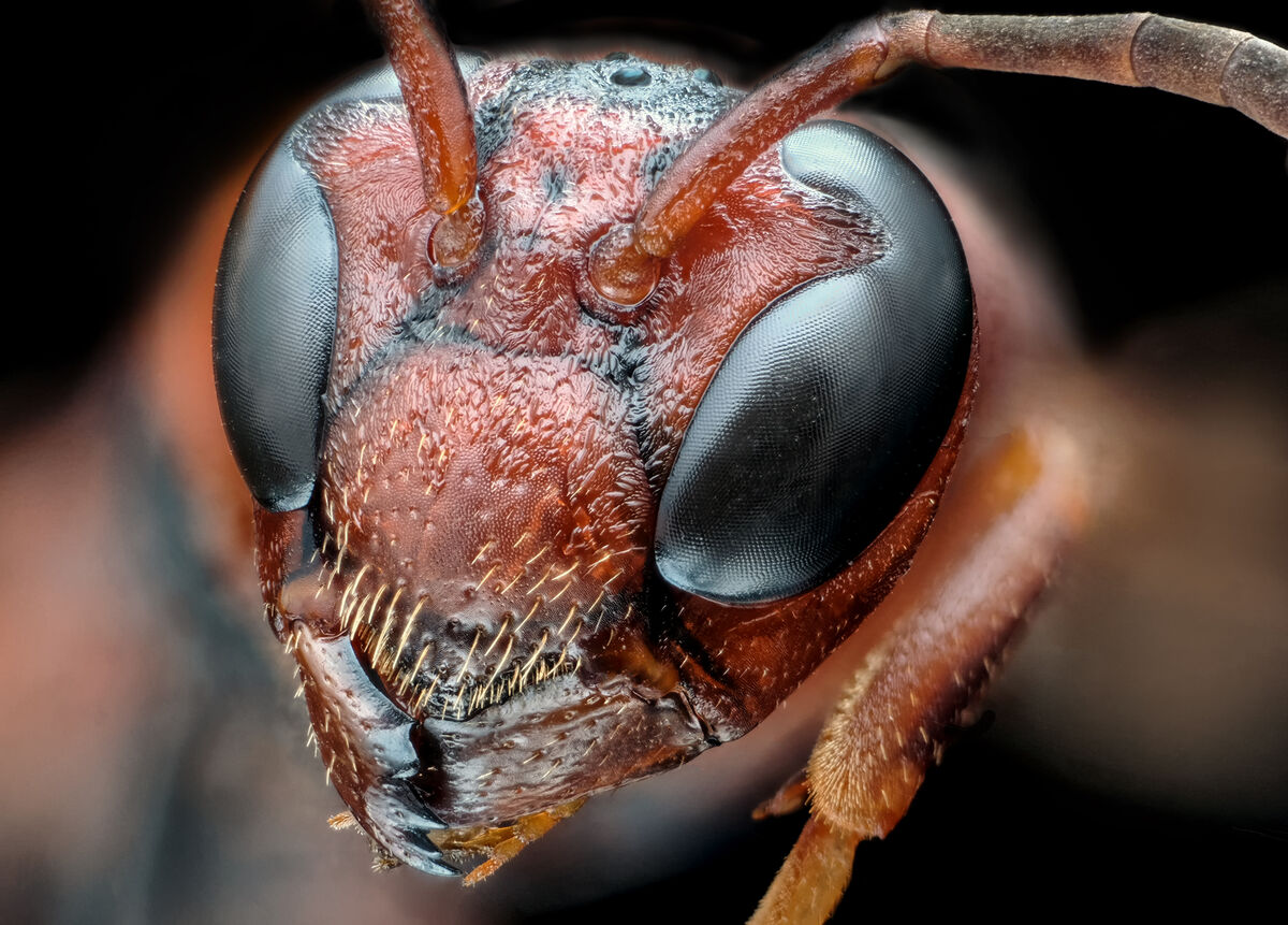 Red Body Wasp Focused Stacked Image of a Red Paper Wasp: This is one of my preserved ...