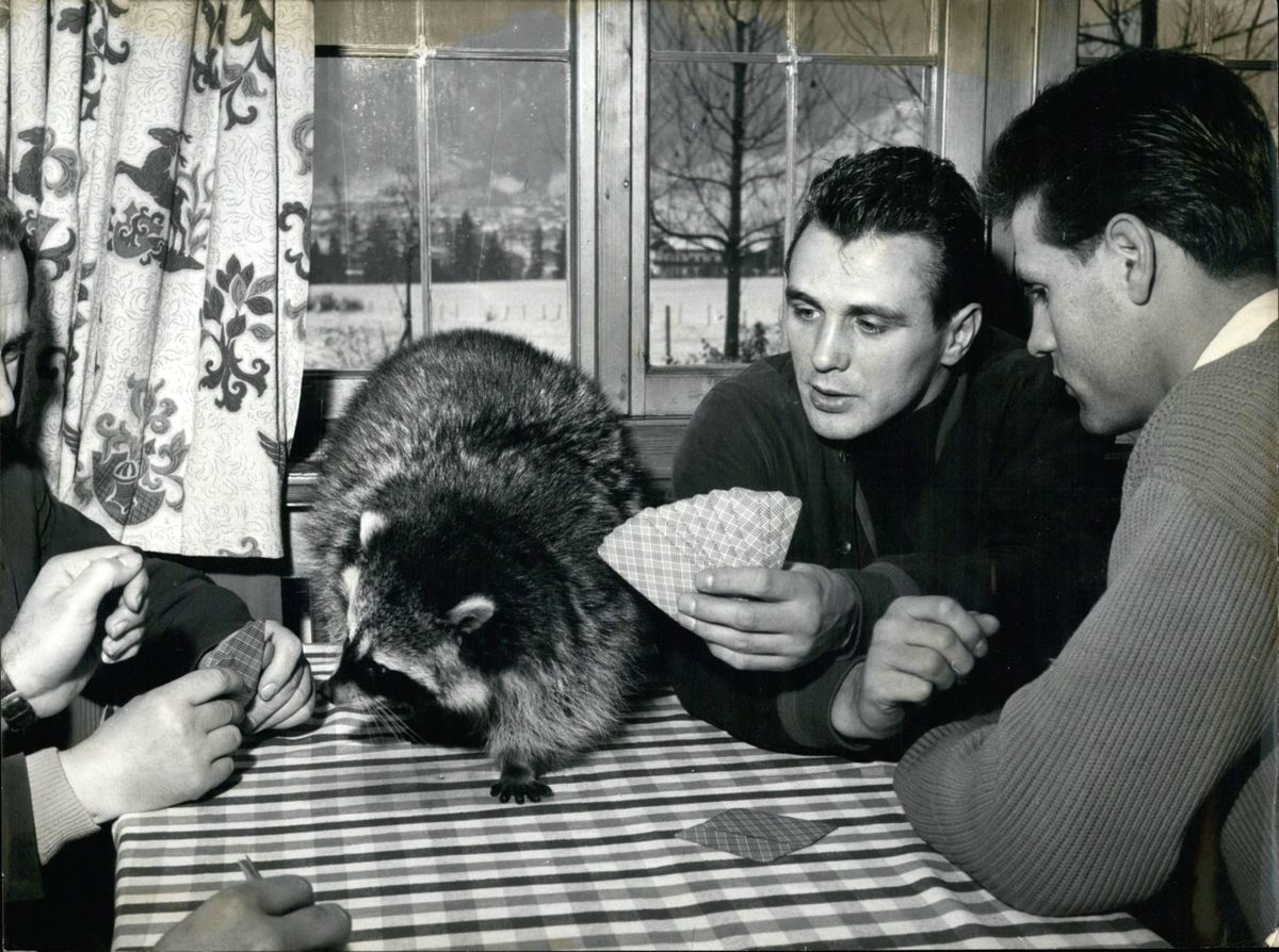 Before rabies and suburbanization, raccoons held f...