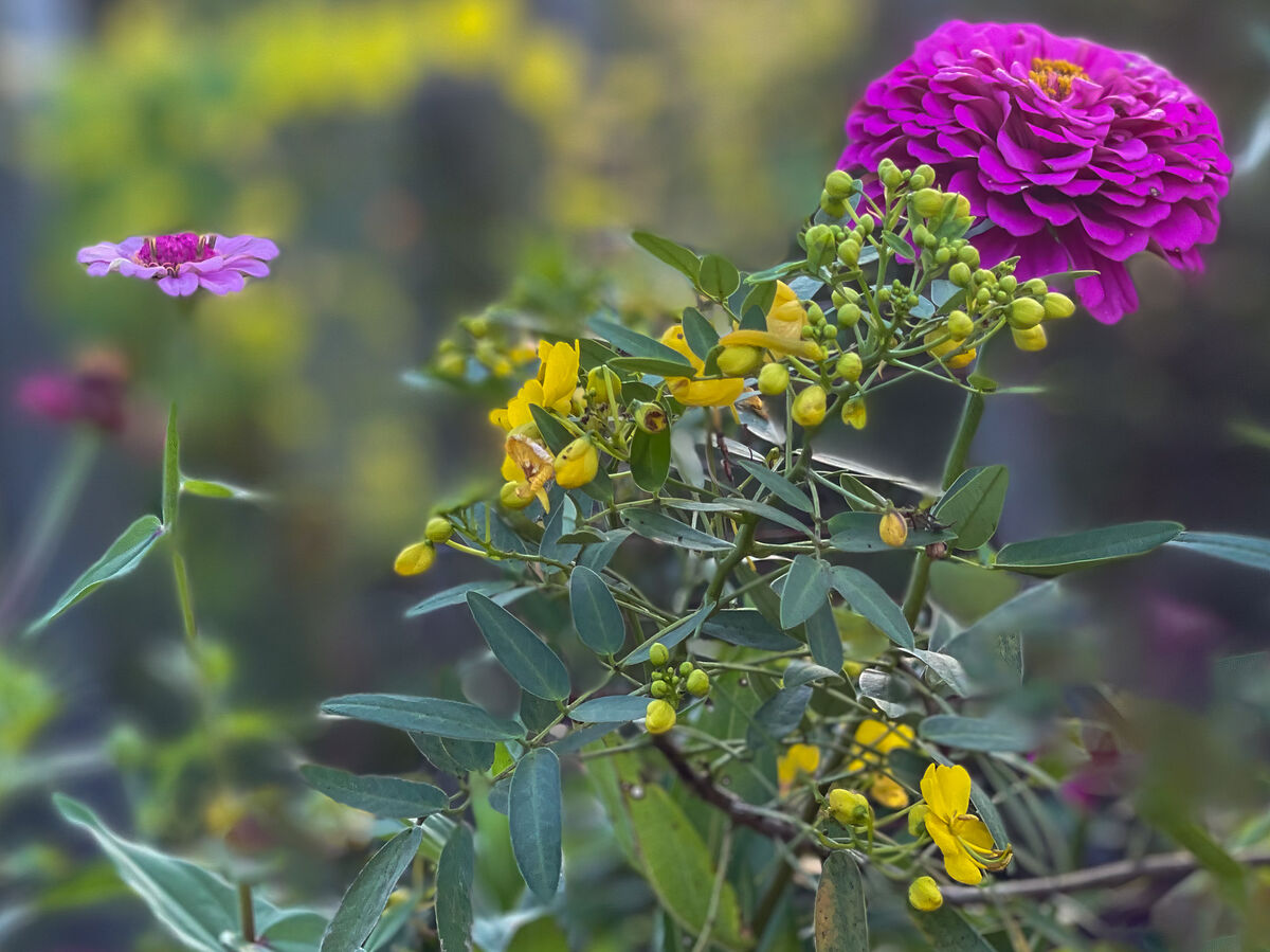 Hilton Head flowers II These flowers are from the grounds of the