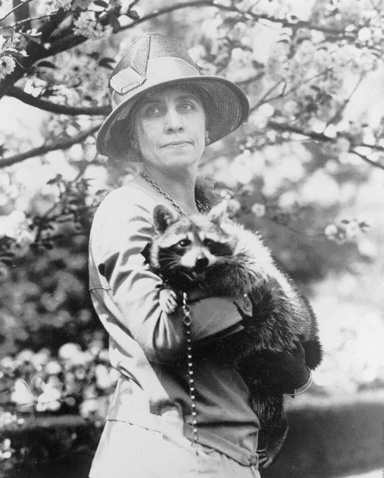 Rebecca the Raccoon often escaped her cage and led...