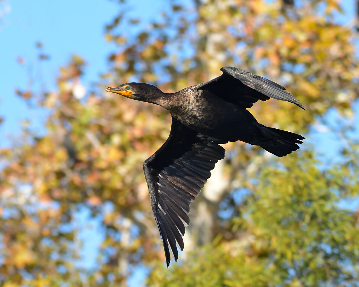 Double-crested Cormorant...