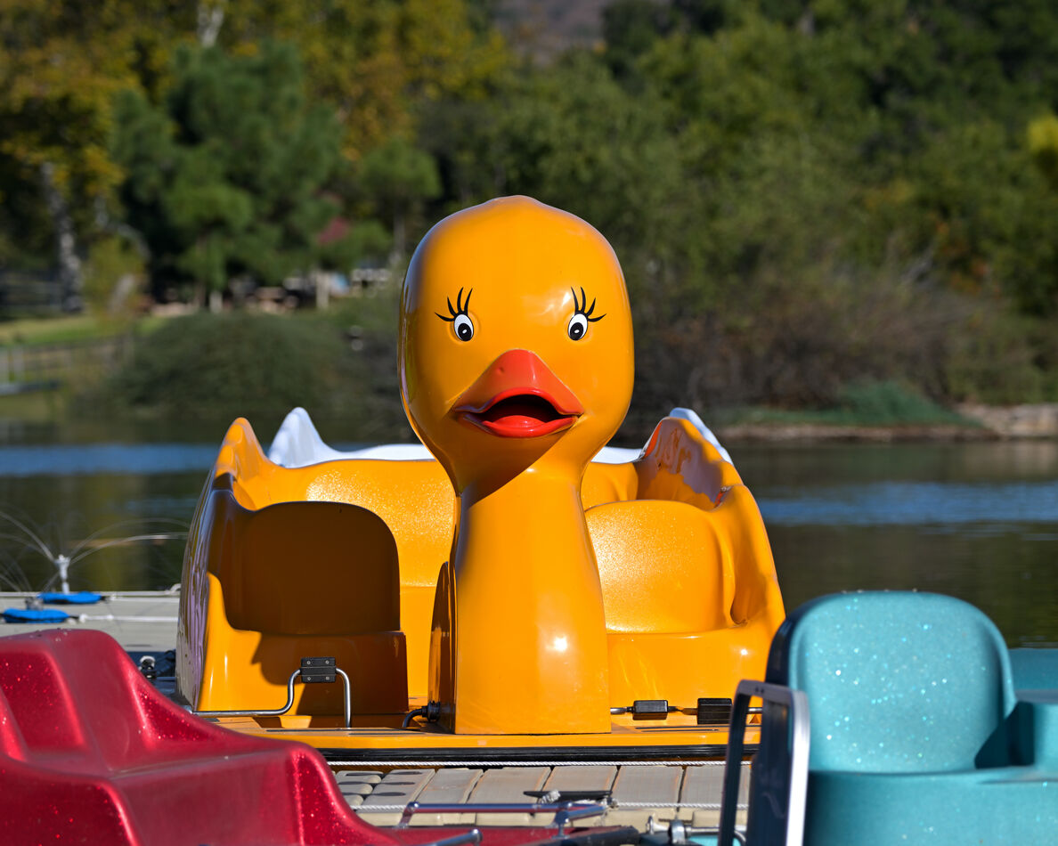 Orange-billed Mustard Duck (very rare)...