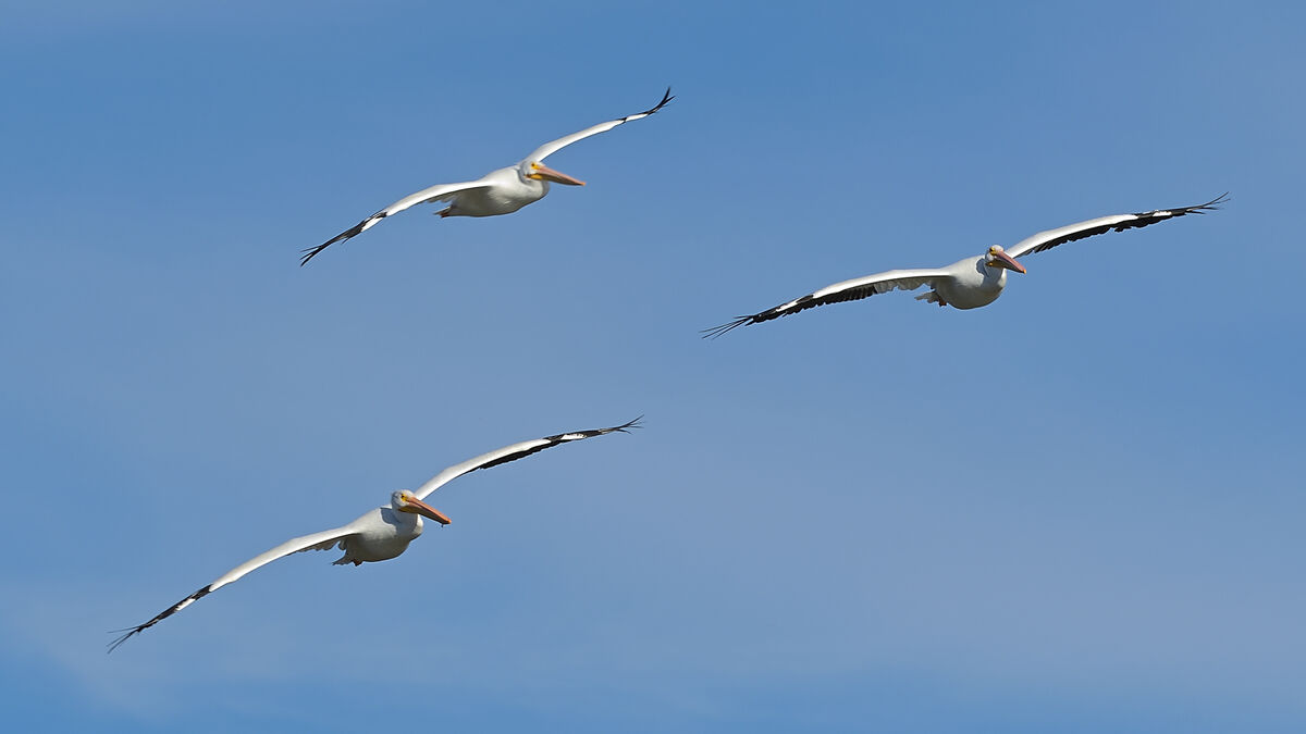 American White Pelicans flying in formation...