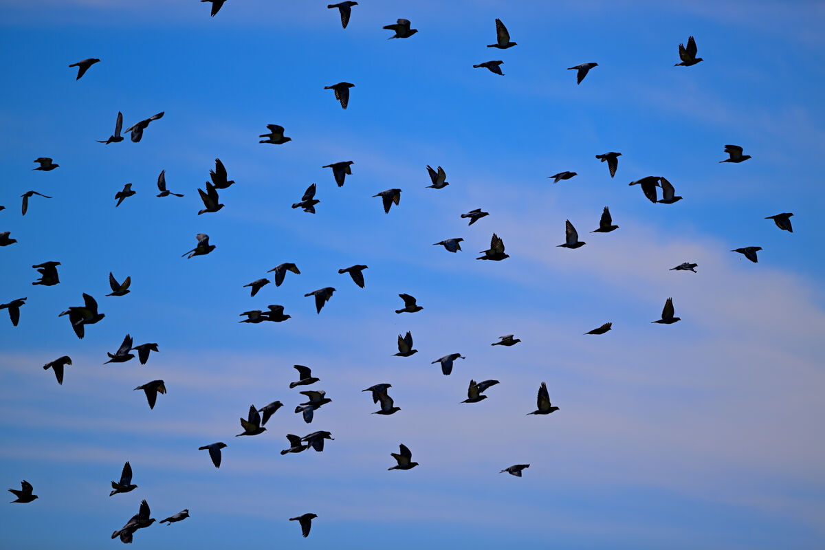 A flock of Rock Pigeons...