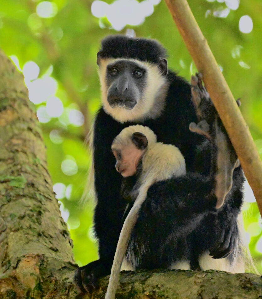 Mother and 3 day old Black and White Colobus Monke...