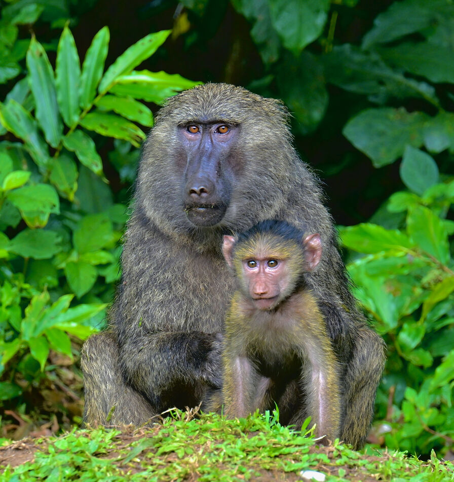 Mother and babe Baboons...
