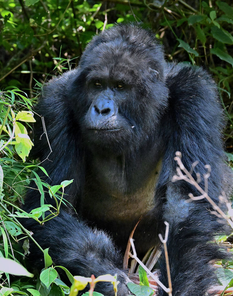 Alpha male Mountain Silverback Gorilla...