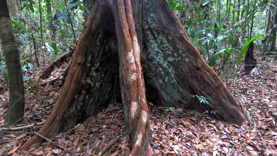 Jungle Tree Rosh Rumble in the Jungle Part 2 of 3: Please begin this series at