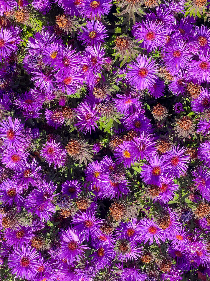 And New England asters to finish...