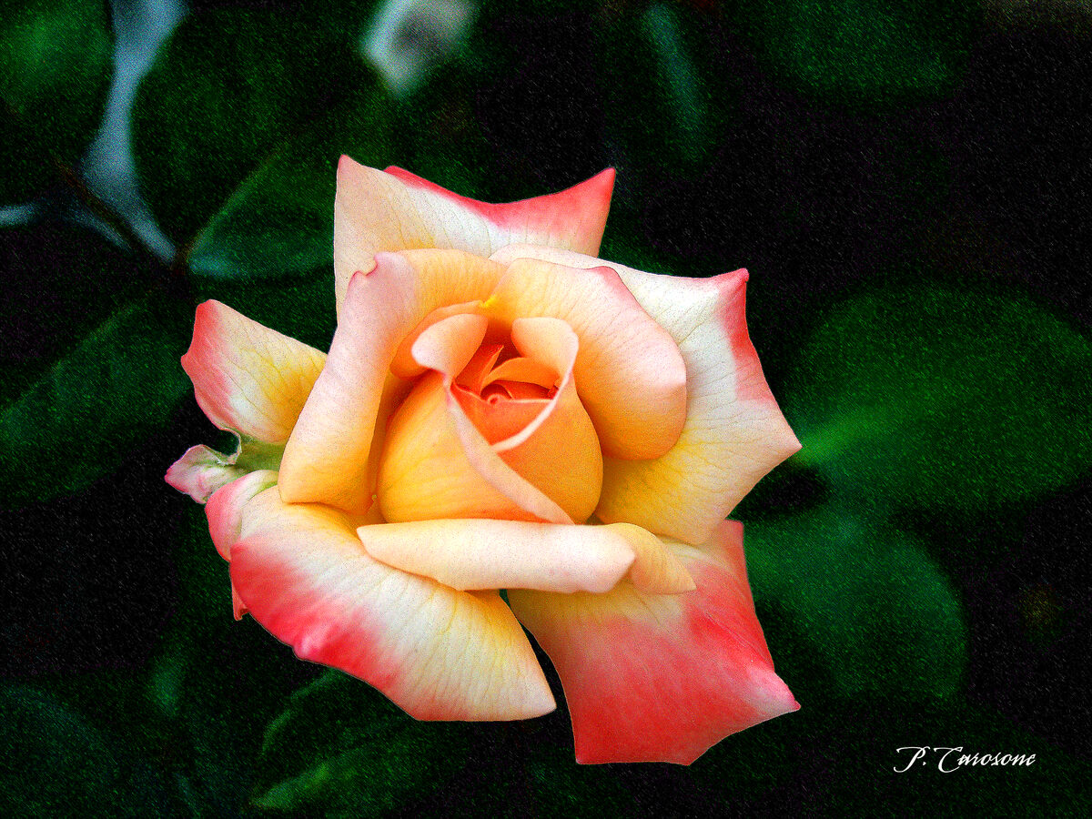 Multi color Rose...