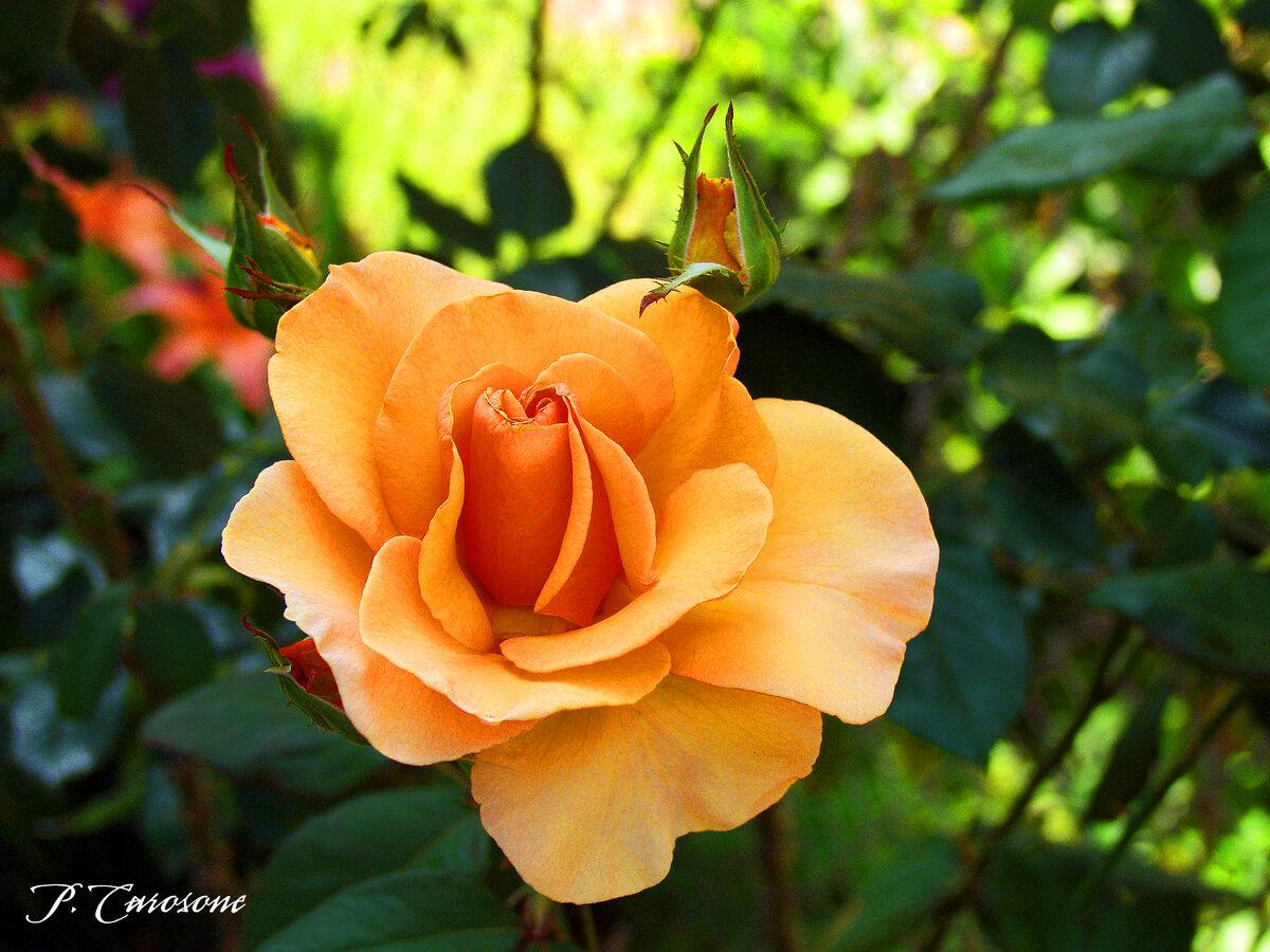 Orange Rose...