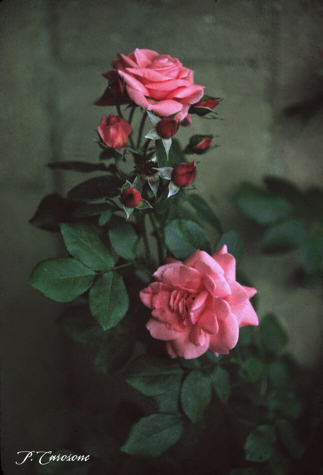 Roses For Mom...