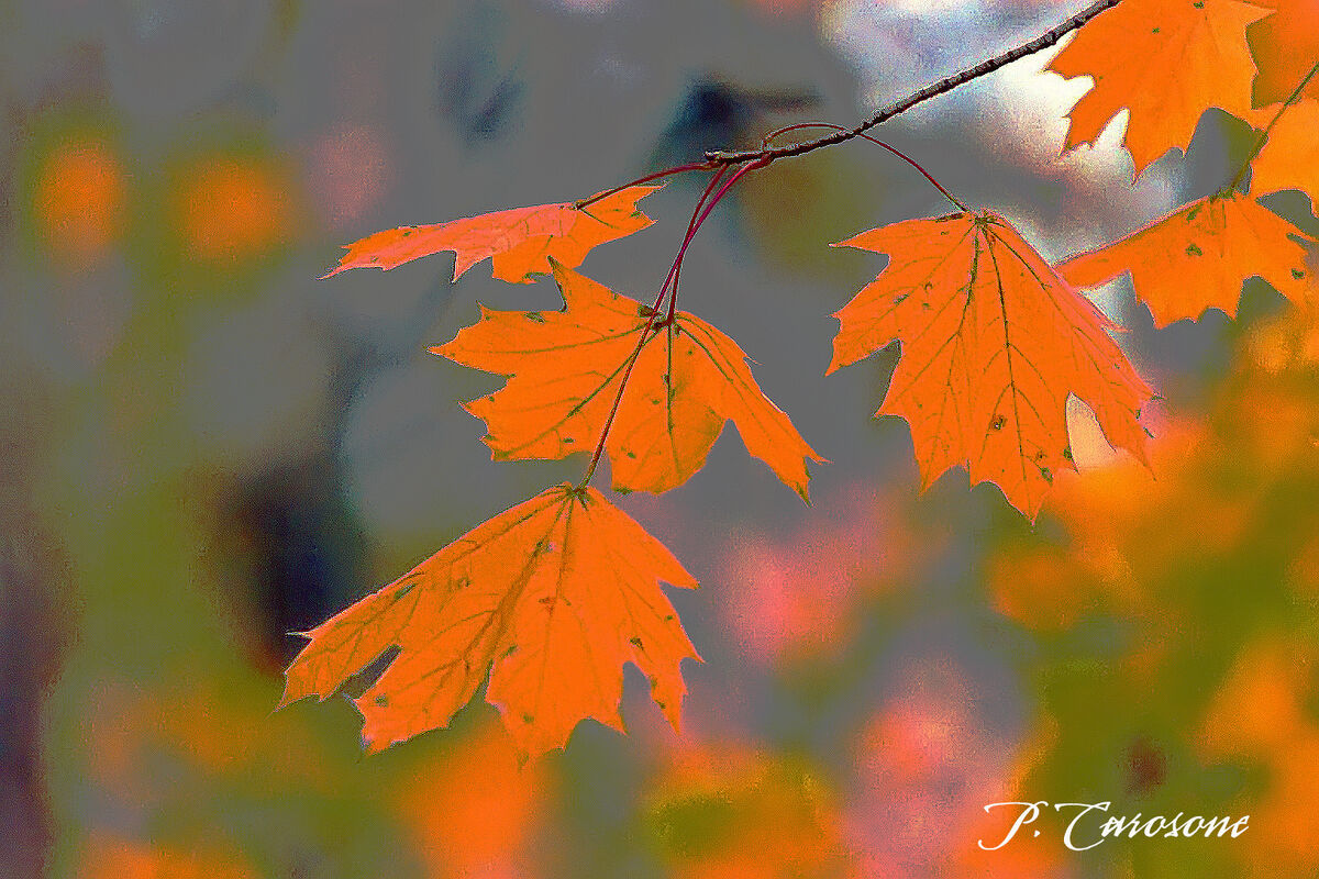Fall Leaves...