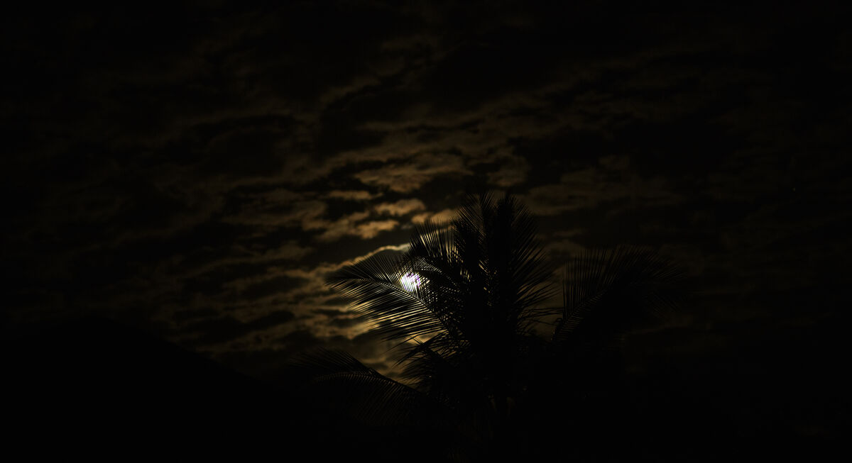 moon-rise-behind-the-palm-tree-and-clouds-the-moon-rise-tonight-was