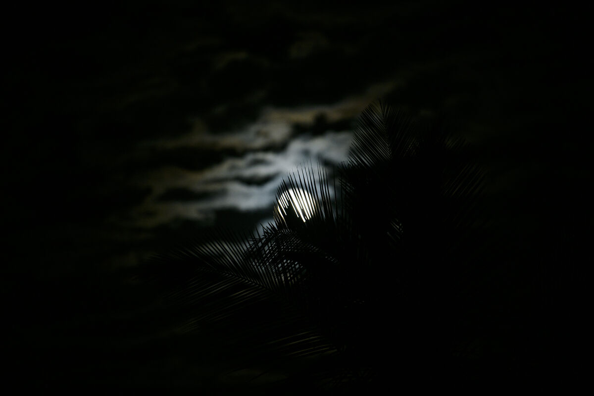 Moon Rise Behind The Palm Tree And Clouds The Moon Rise Tonight Was moon-rise-behind-the-palm-tree-and-clouds-the-moon-rise-tonight-was