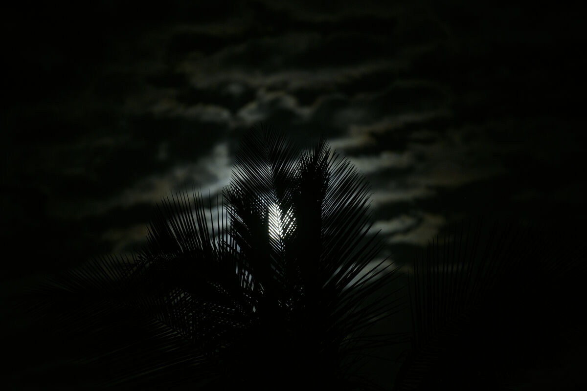 moon-rise-behind-the-palm-tree-and-clouds-the-moon-rise-tonight-was