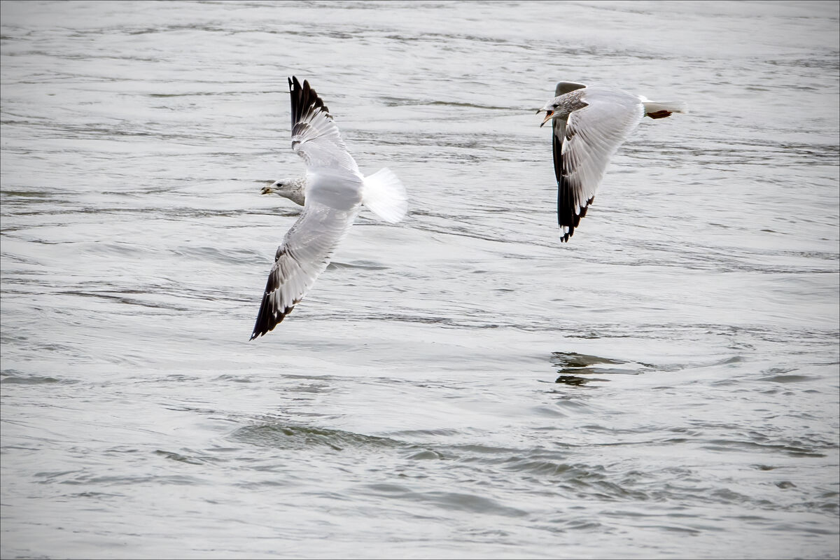 Sunday morning at Conowingo, II This second installment of Sunday's
