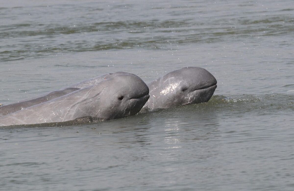 Irrawaddy dolphins cruise the Mekong River near th...