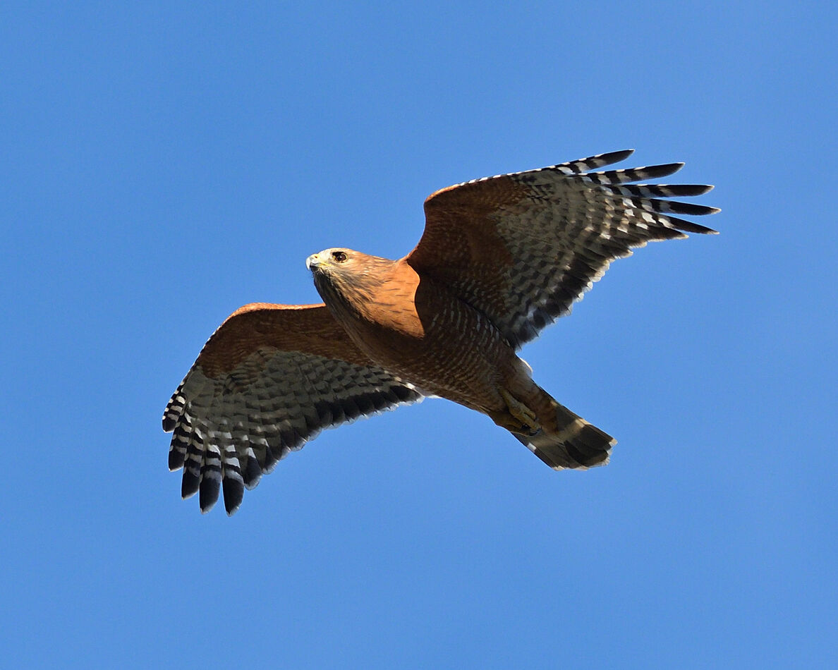 Red-shouldered Hawk...