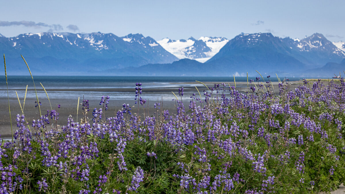 Lupine lined the road heading onto the Homer Spit....