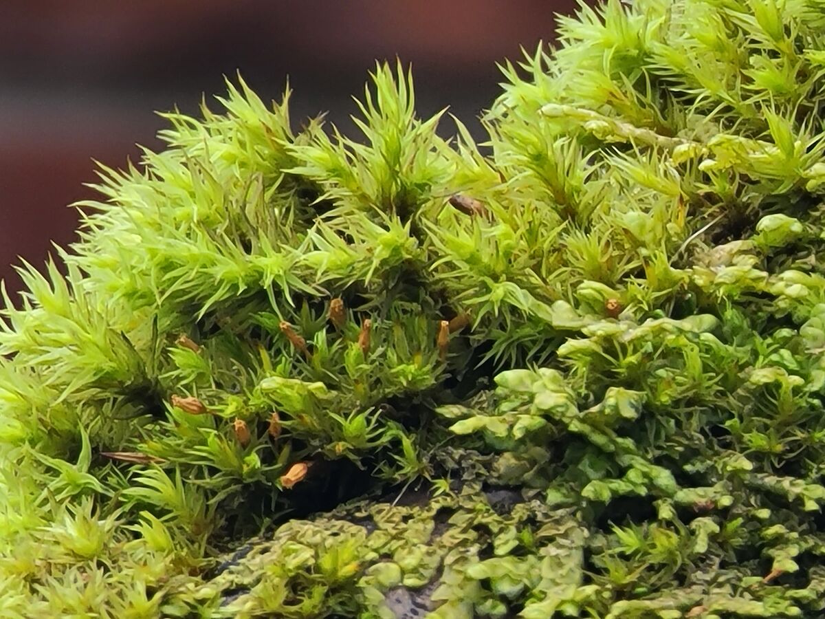 Same moss covered branch with the camera set at so...