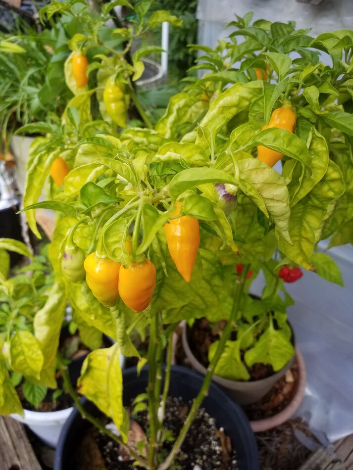 Datil Pepper plant...