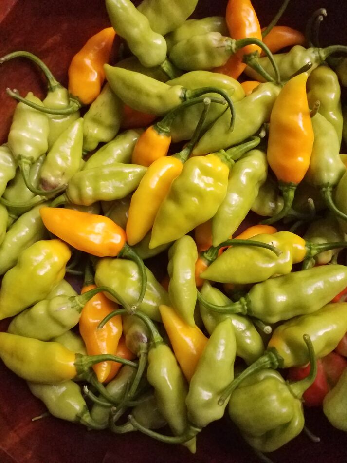 Datil Peppers for pepper jelly...
