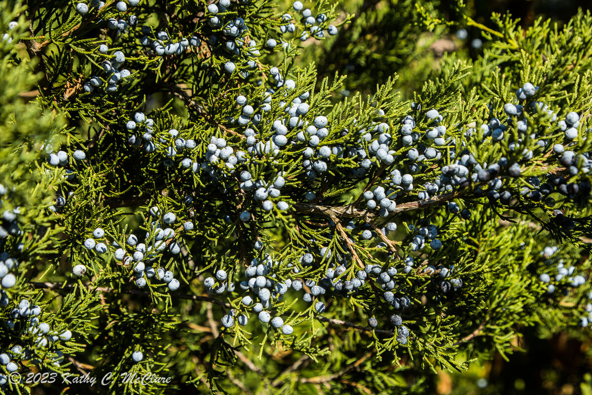 The blue "berries" are really pretty.  Juniper?...