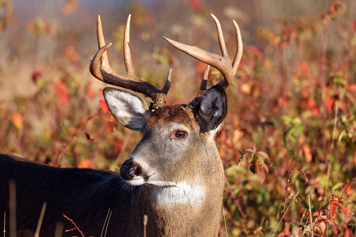 It appears this buck almost suffered eye damage to...