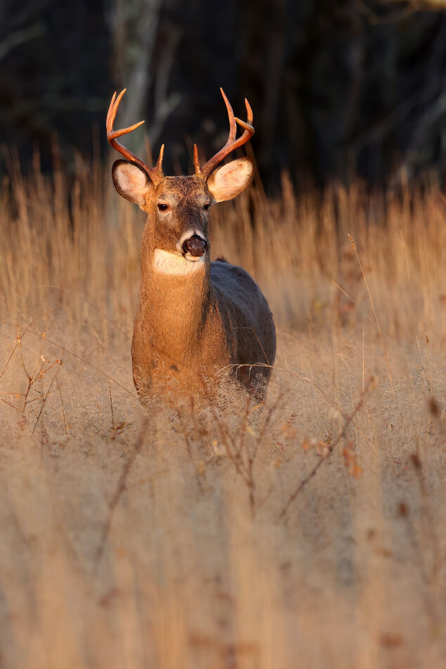 Another buck stepping into the early morning light...