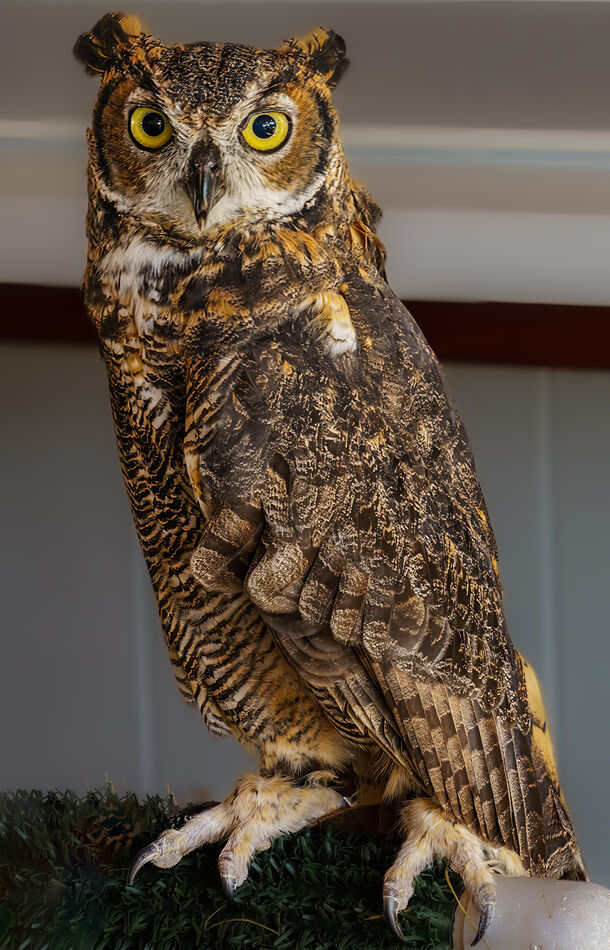 Great horned owl...
