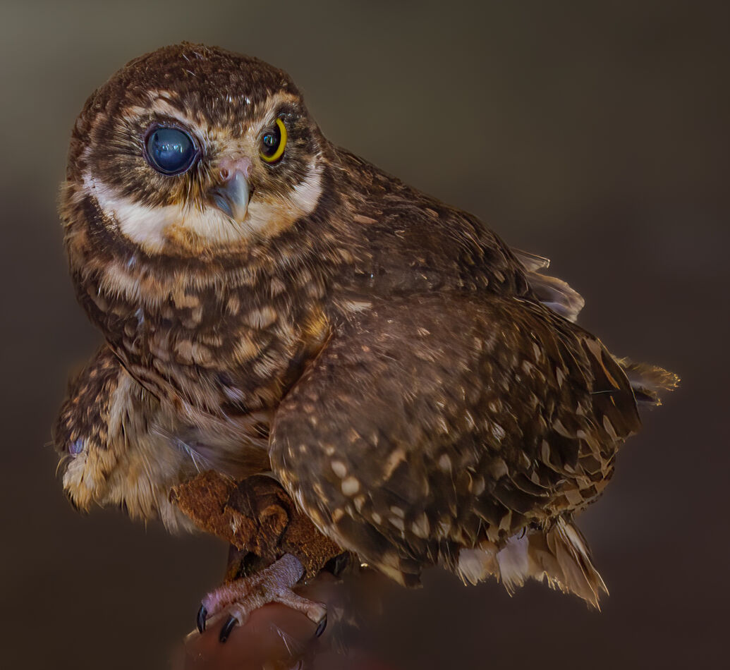 Burrowing owl with one eye...