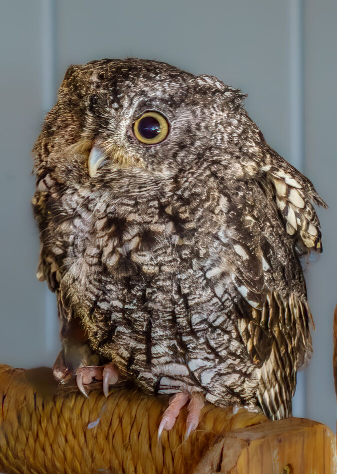 One eyed eastern screech-owl...