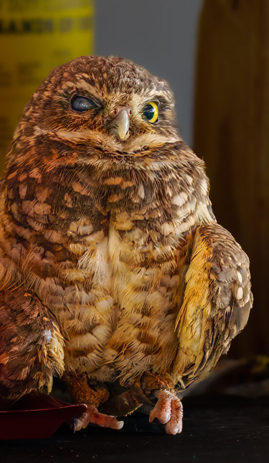 Burrowing owl...
