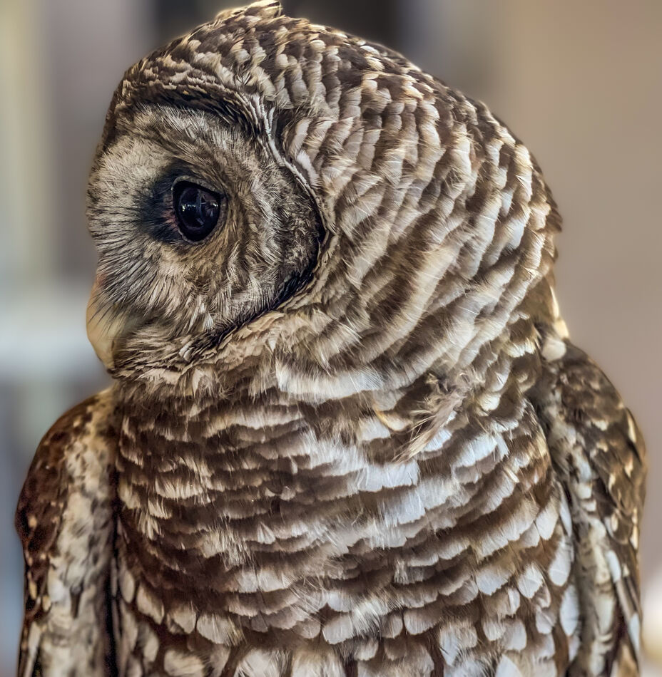Barred owl profile...