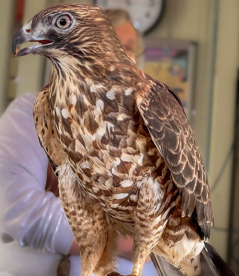 Red-shouldered hawk profile...